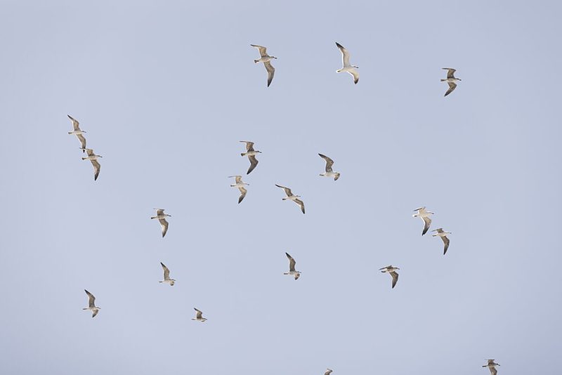 Seagulls in Flight art print by Mareike Bohmer for $57.95 CAD
