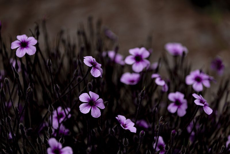 Midnight Purple Blooms art print by Mareike Bohmer for $57.95 CAD