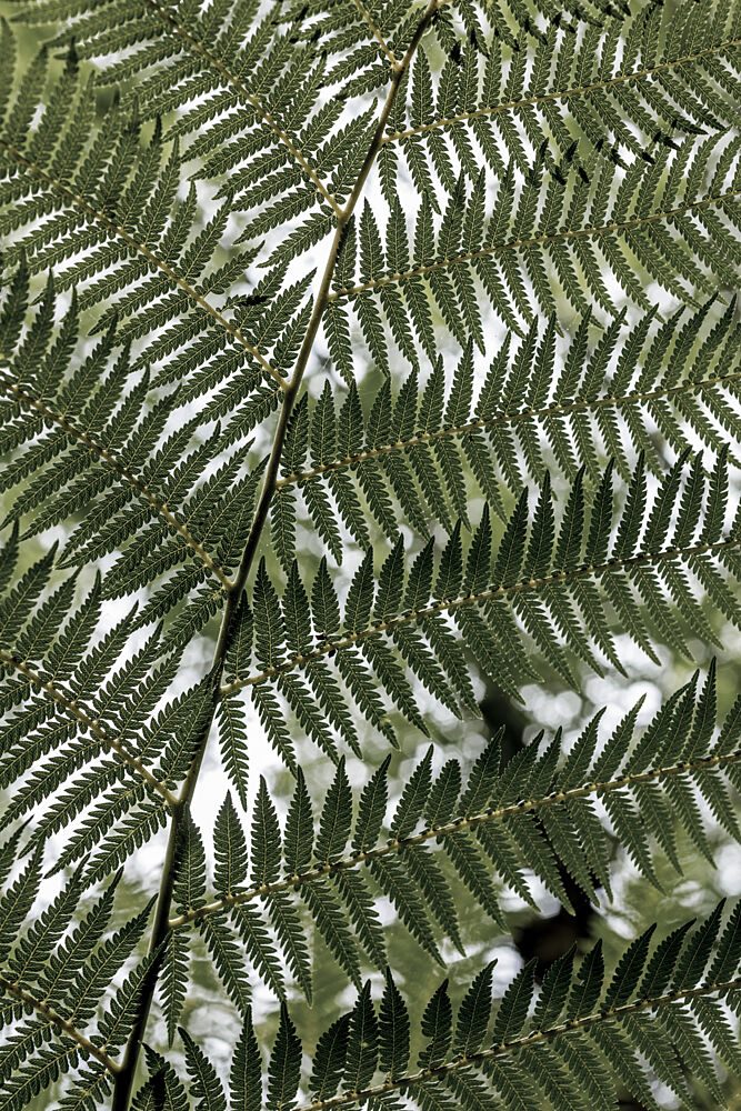 Lush Green Fern art print by Mareike Bohmer for $57.95 CAD
