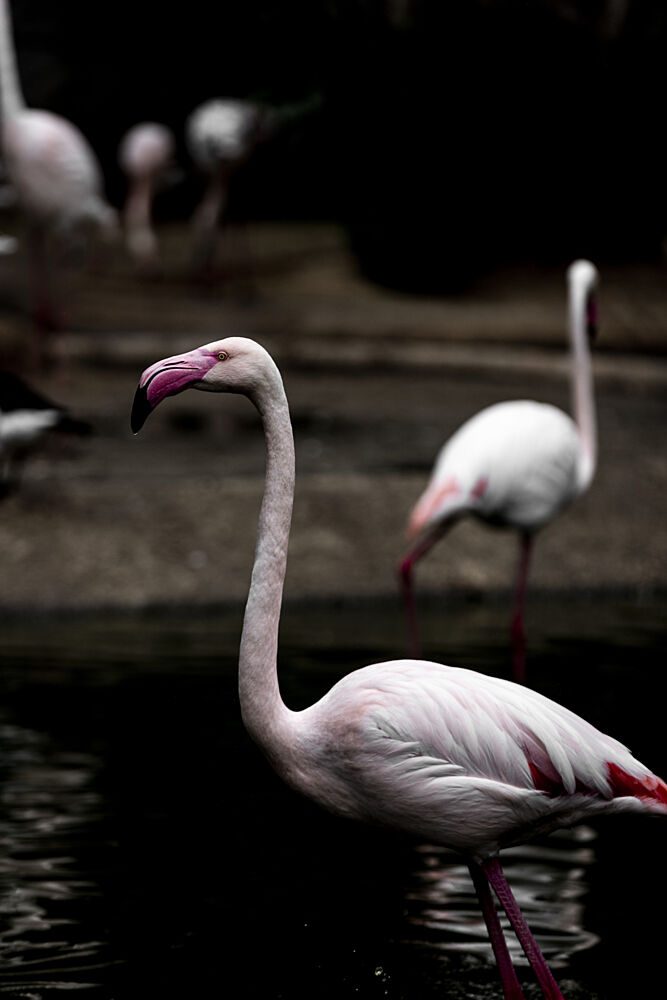Elegant Pink Flamingo art print by Mareike Bohmer for $57.95 CAD