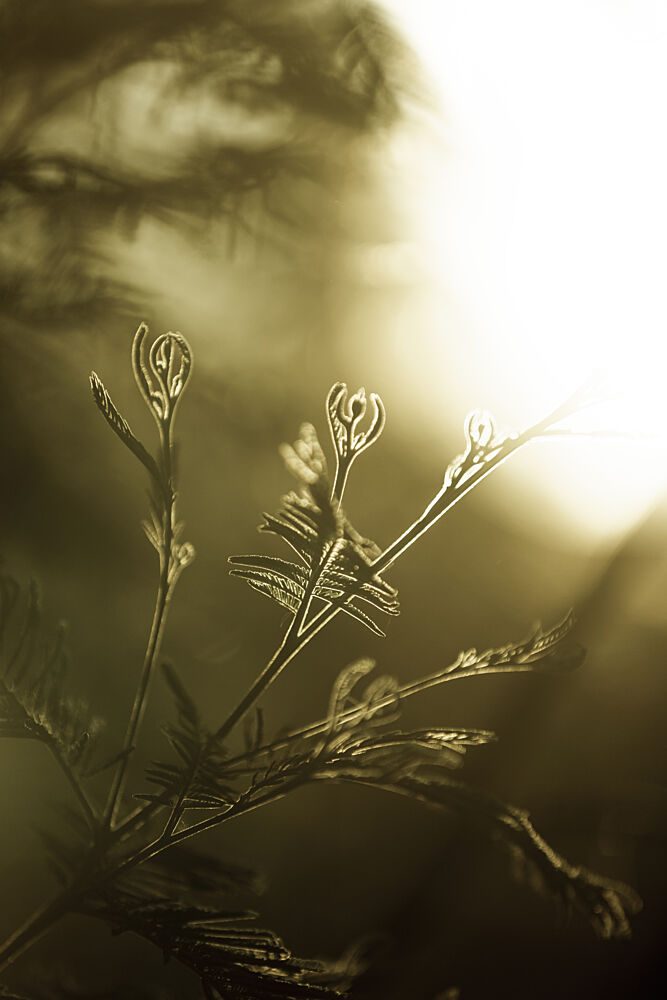 Golden New Growth art print by Mareike Bohmer for $57.95 CAD