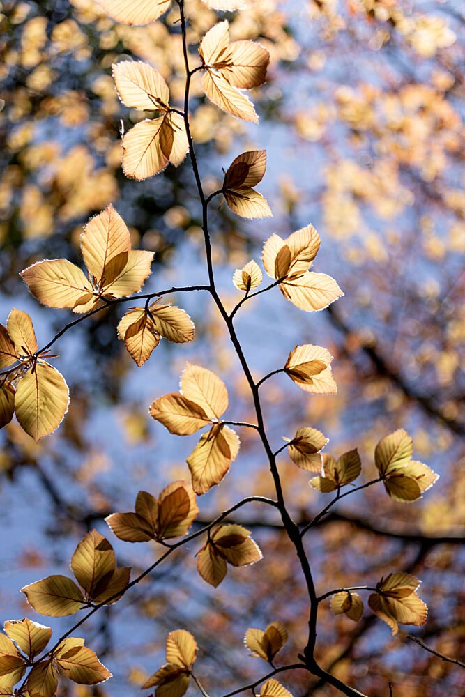 Golden Autumn Leaves art print by Mareike Bohmer for $57.95 CAD