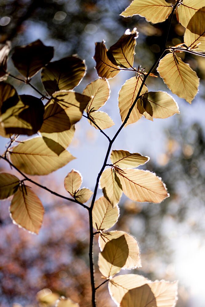Backlit Golden Leaves art print by Mareike Bohmer for $57.95 CAD