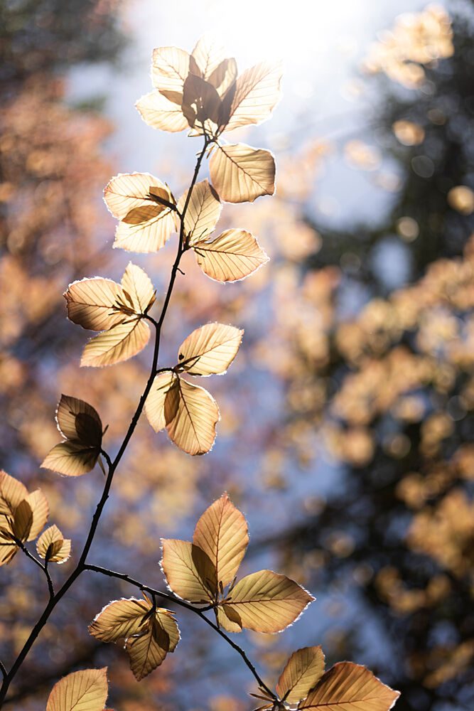 Golden Autumn Leaves art print by Mareike Bohmer for $57.95 CAD