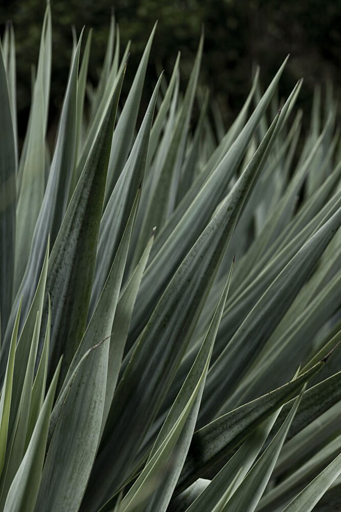 Green Agave Blades art print by Mareike Bohmer for $57.95 CAD