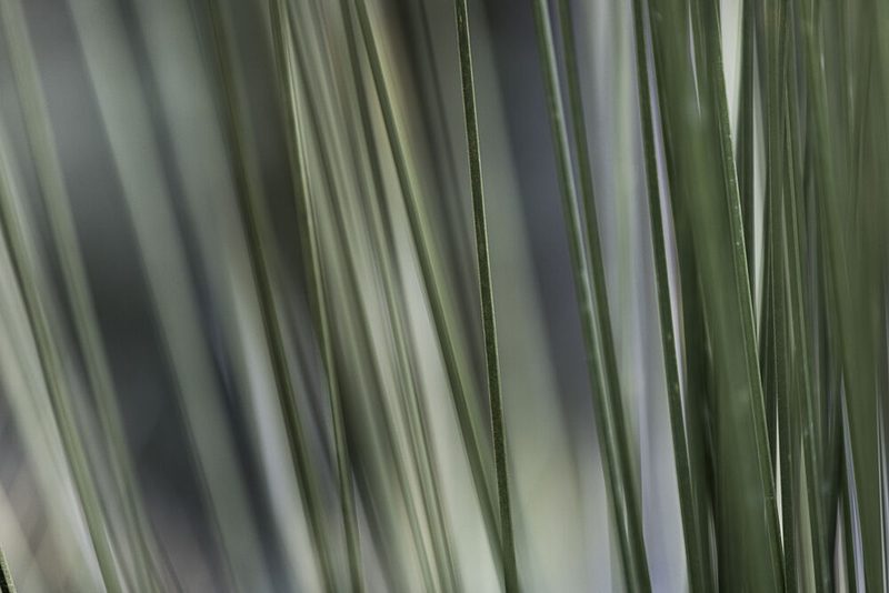 Soft Green Stalks art print by Mareike Bohmer for $57.95 CAD
