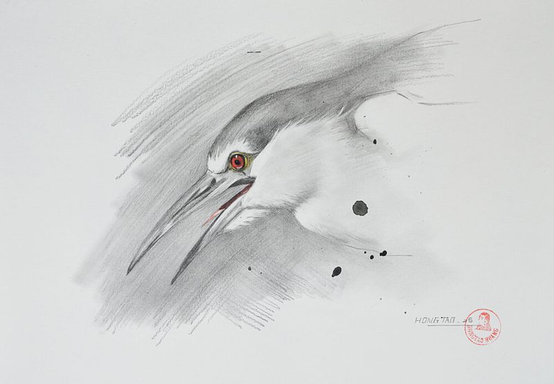 Red-Eyed Night Heron art print by Hongtao Huang for $57.95 CAD