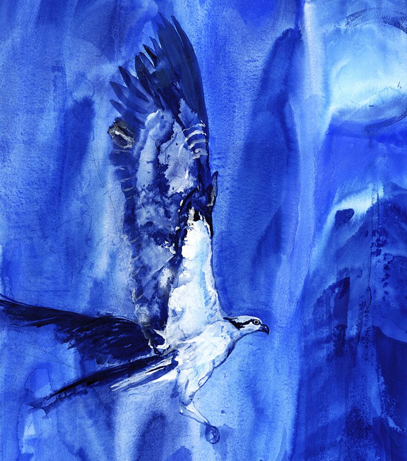 Flying Blue Osprey art print by RodMacIver for $57.95 CAD