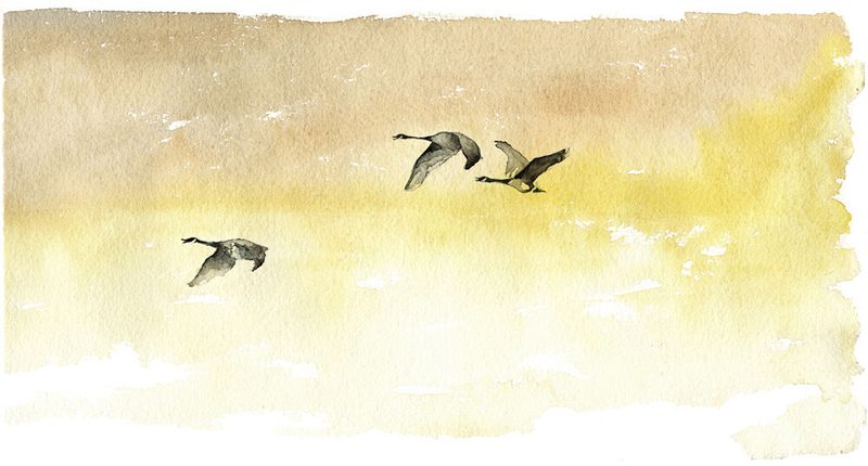 Watercolor Geese Flight art print by RodMacIver for $57.95 CAD
