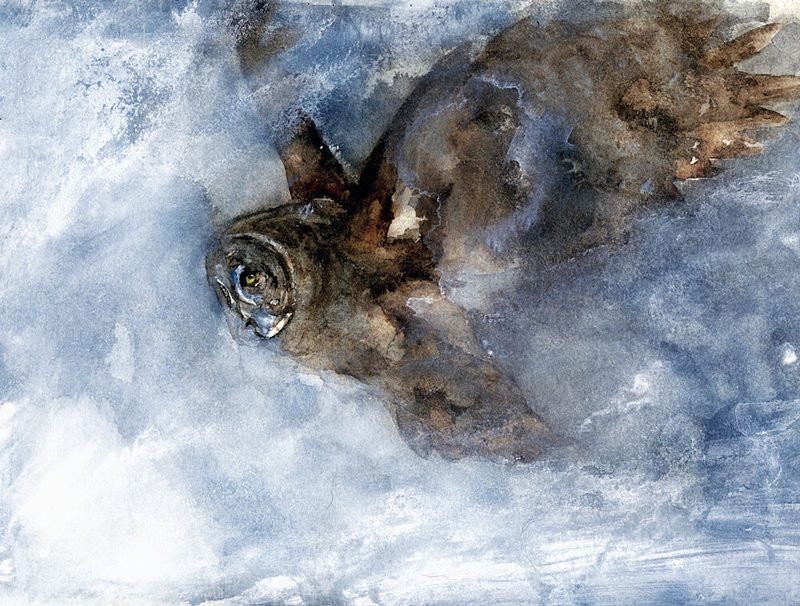 Snow Owl Soaring art print by RodMacIver for $57.95 CAD