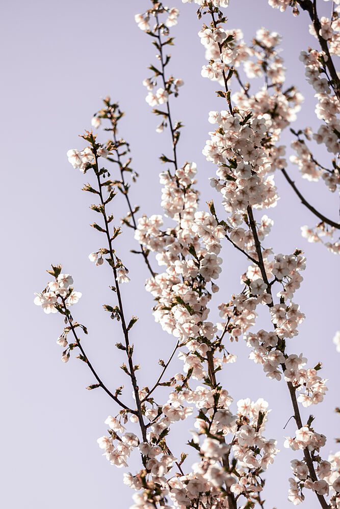 Bright Cherry Blossoms art print by Mareike Bohmer for $57.95 CAD