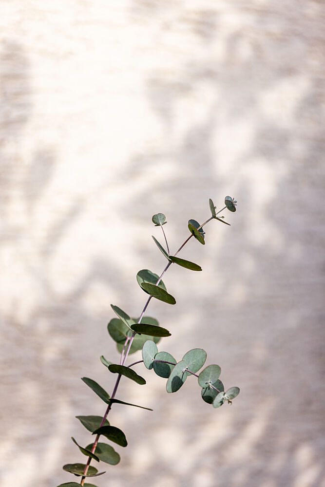Eucalyptus Branch Shadow art print by Mareike Bohmer for $57.95 CAD