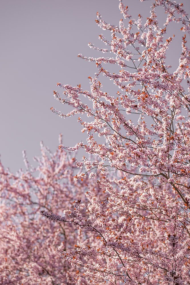 Pink Cherry Blossoms art print by Mareike Bohmer for $57.95 CAD