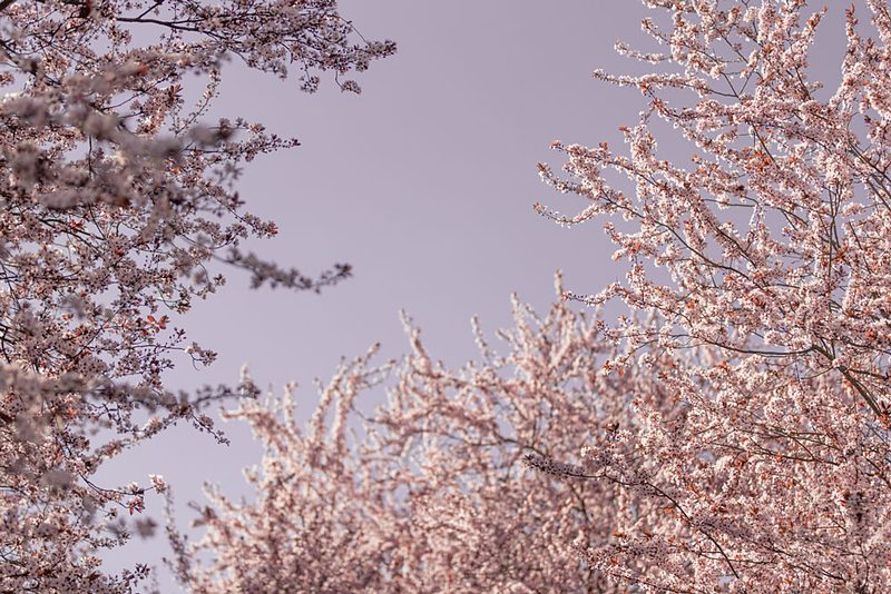 Soft Pink Blossoms art print by Mareike Bohmer for $57.95 CAD