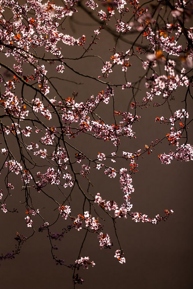Soft Glowing Blossoms art print by Mareike Bohmer for $57.95 CAD
