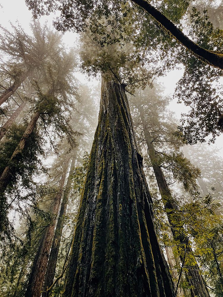 Misty Redwood Giants art print by del Mundo Imagery for $57.95 CAD