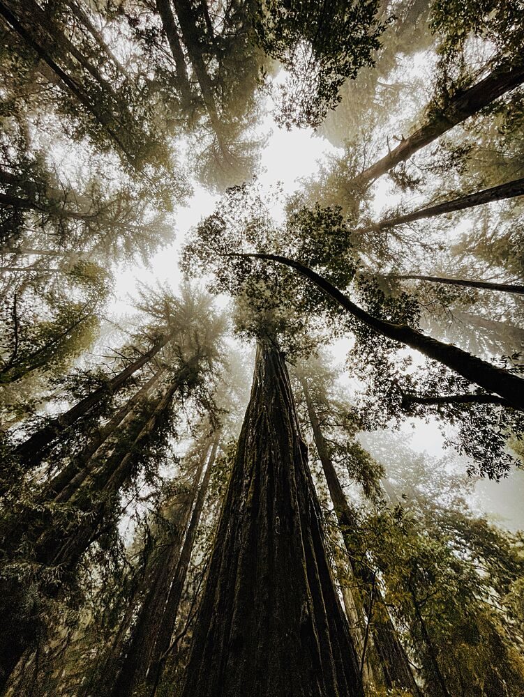 Misty Redwood Canopy art print by del Mundo Imagery for $57.95 CAD