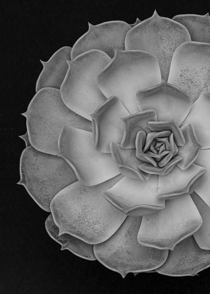 Monochrome Succulent Form art print by Pictufy Studio III for $57.95 CAD