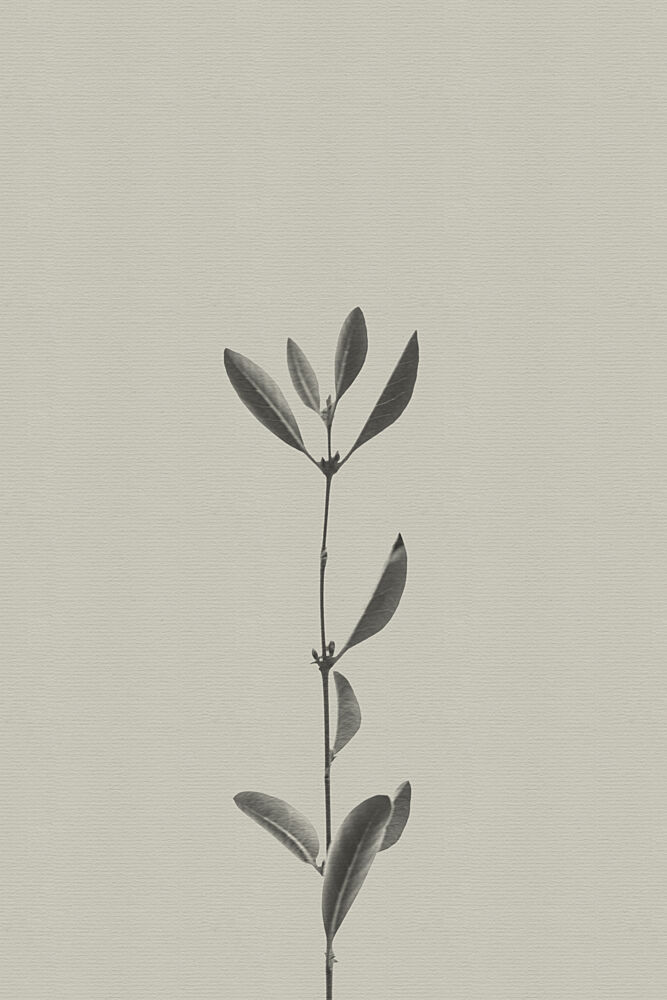 Minimalist Plant Study art print by Stephanie Klatt for $57.95 CAD