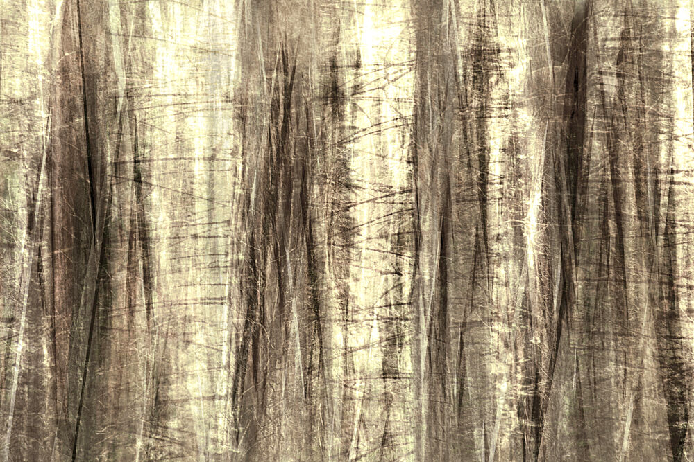 Dreamy Forest Lines art print by Christina Sillen for $57.95 CAD