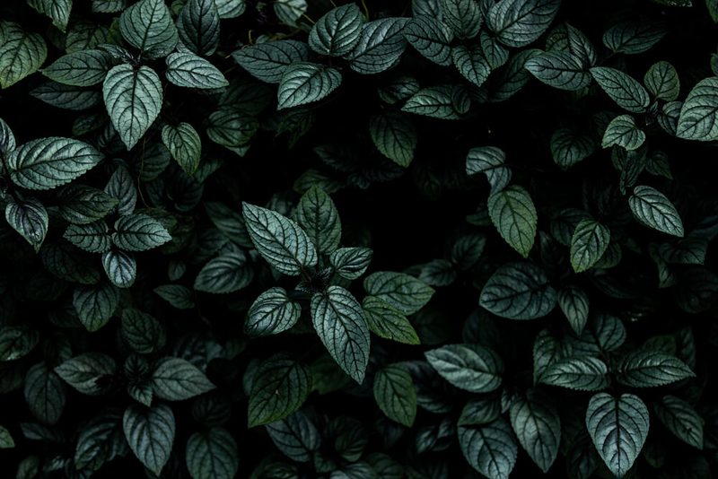 Deep Green Foliage art print by Mareike Bohmer for $57.95 CAD
