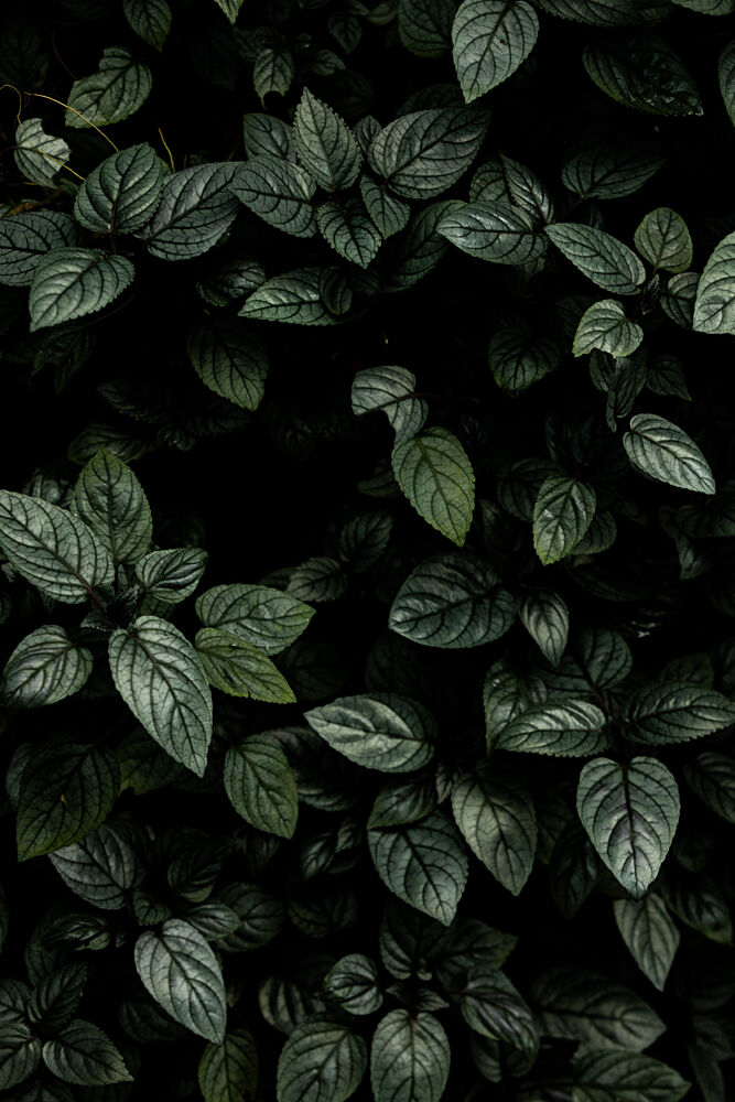 Lush Deep Green Leaves art print by Mareike Bohmer for $57.95 CAD