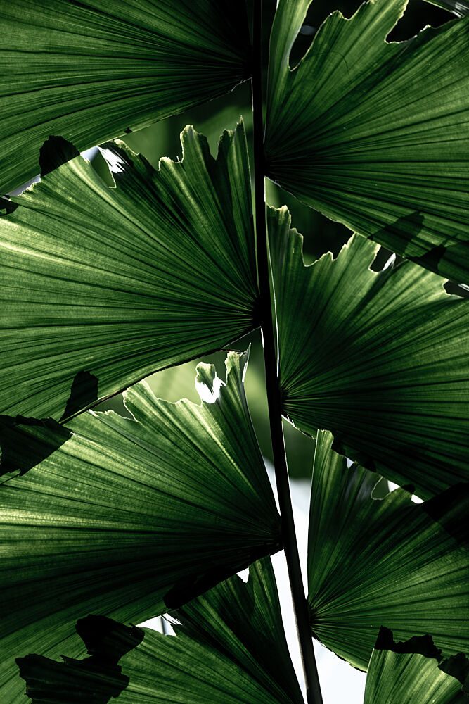 Lush Green Palm Leaves art print by Mareike Bohmer for $57.95 CAD
