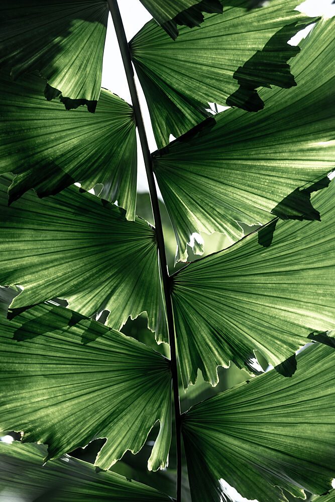 Tropical Green Palm Glow art print by Mareike Bohmer for $57.95 CAD