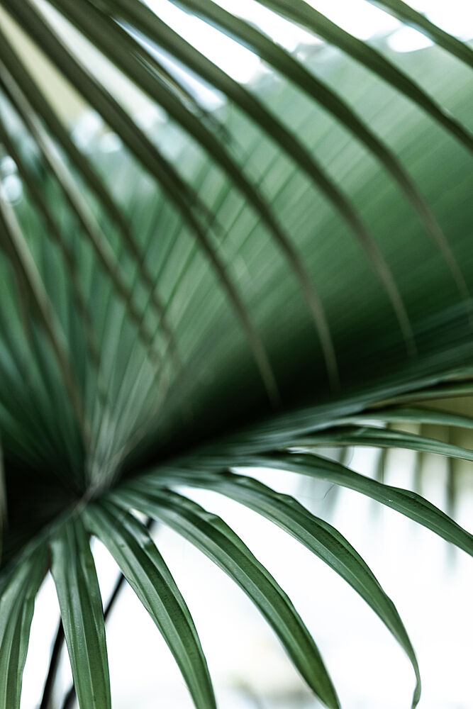Minimalist Palm Leaf art print by Mareike Bohmer for $57.95 CAD