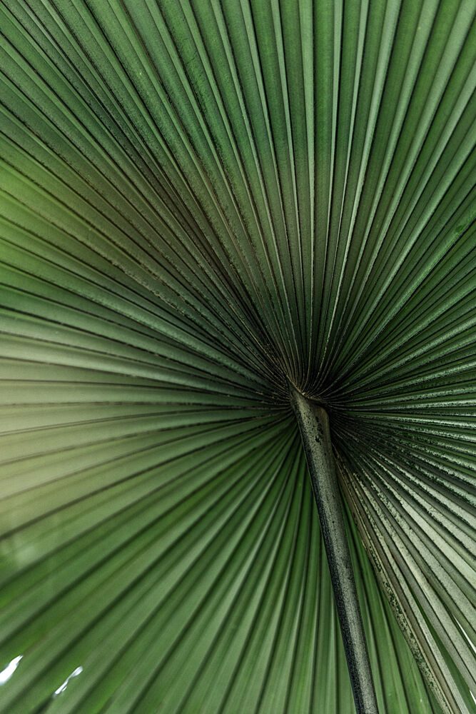 Green Palm Leaf art print by Mareike Bohmer for $57.95 CAD