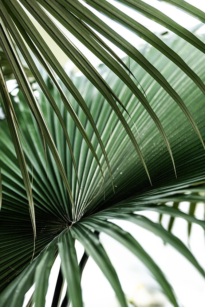 Lush Green Palm Fan art print by Mareike Bohmer for $57.95 CAD