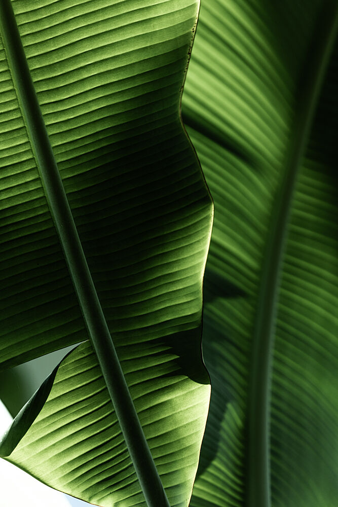 Sunlit Tropical Leaves art print by Mareike Bohmer for $57.95 CAD