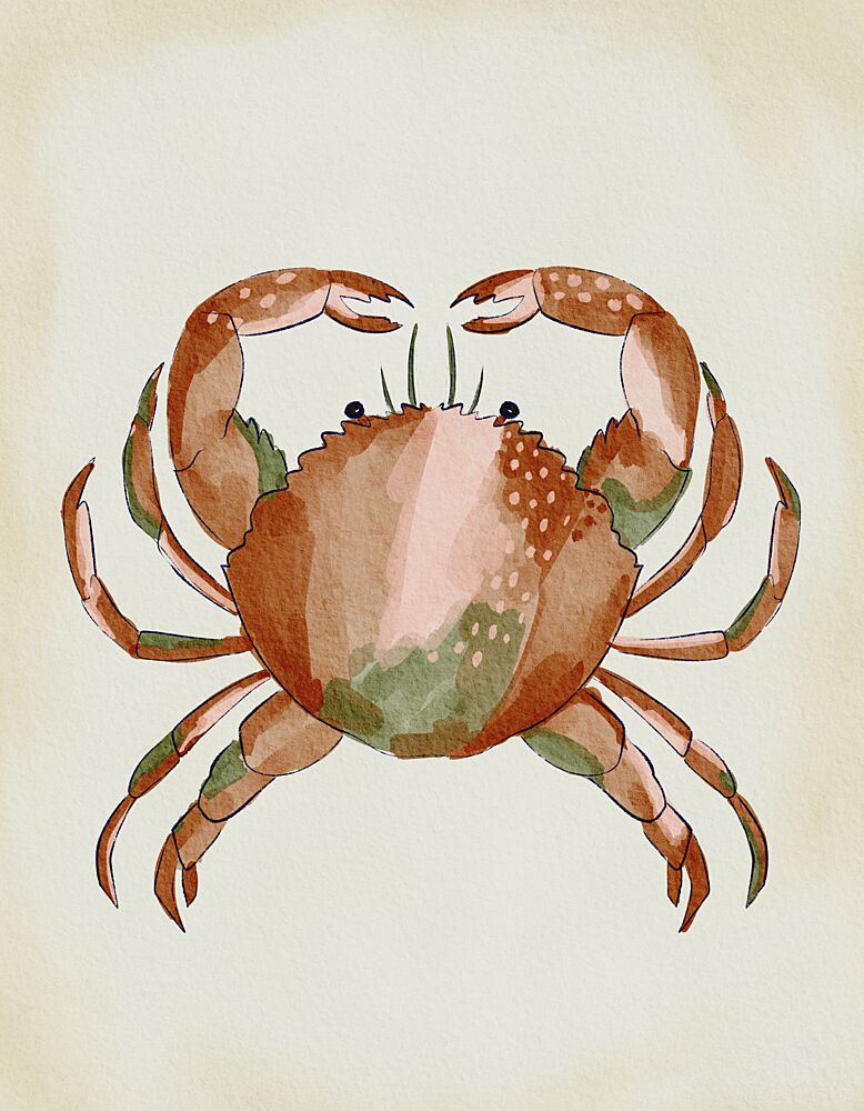 Watercolor Crab art print by Nikita Jariwala for $57.95 CAD
