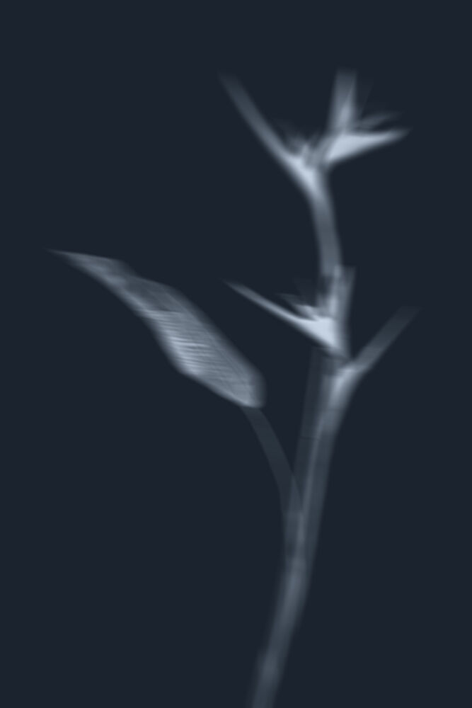 Ethereal Plant Study art print by The Miuus Studio for $57.95 CAD