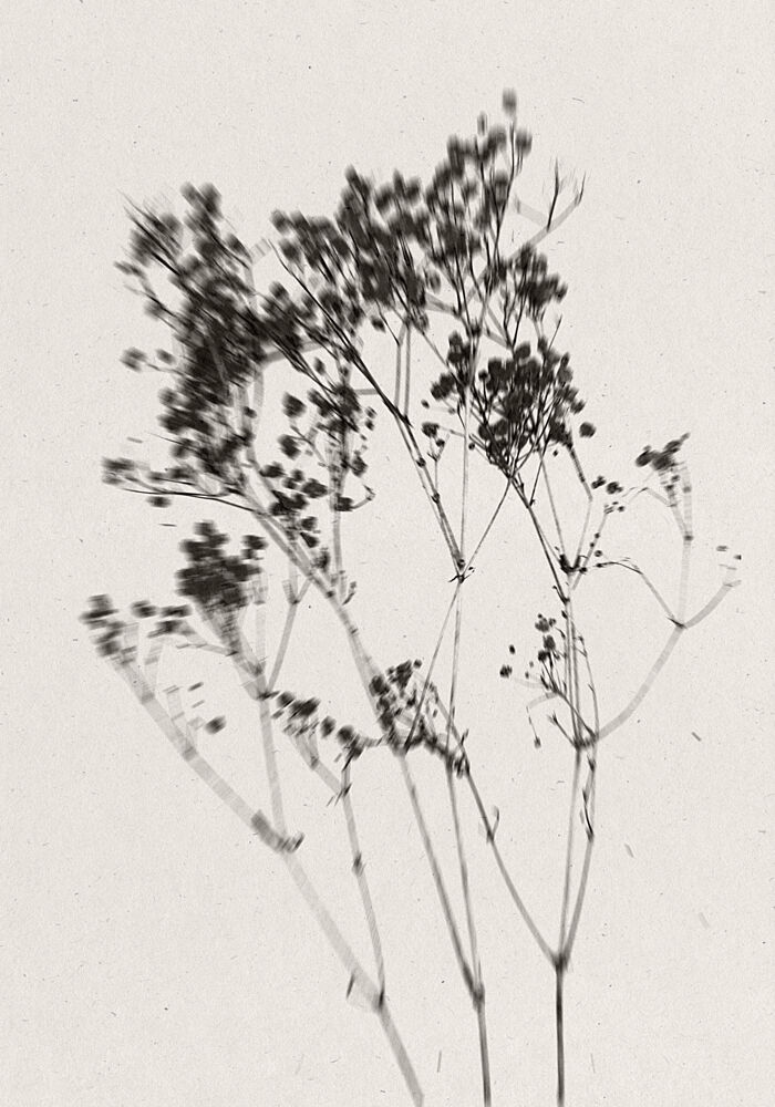 Delicate Plant Silhouette art print by The Miuus Studio for $57.95 CAD