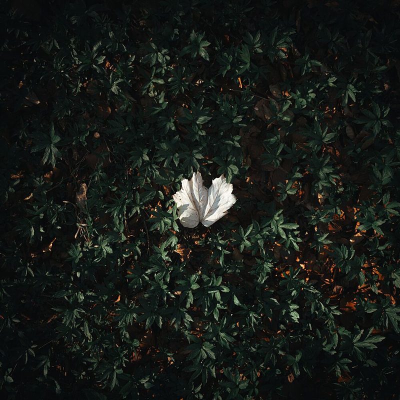 Solitary White Leaf art print by Theodor Gerhamn for $57.95 CAD