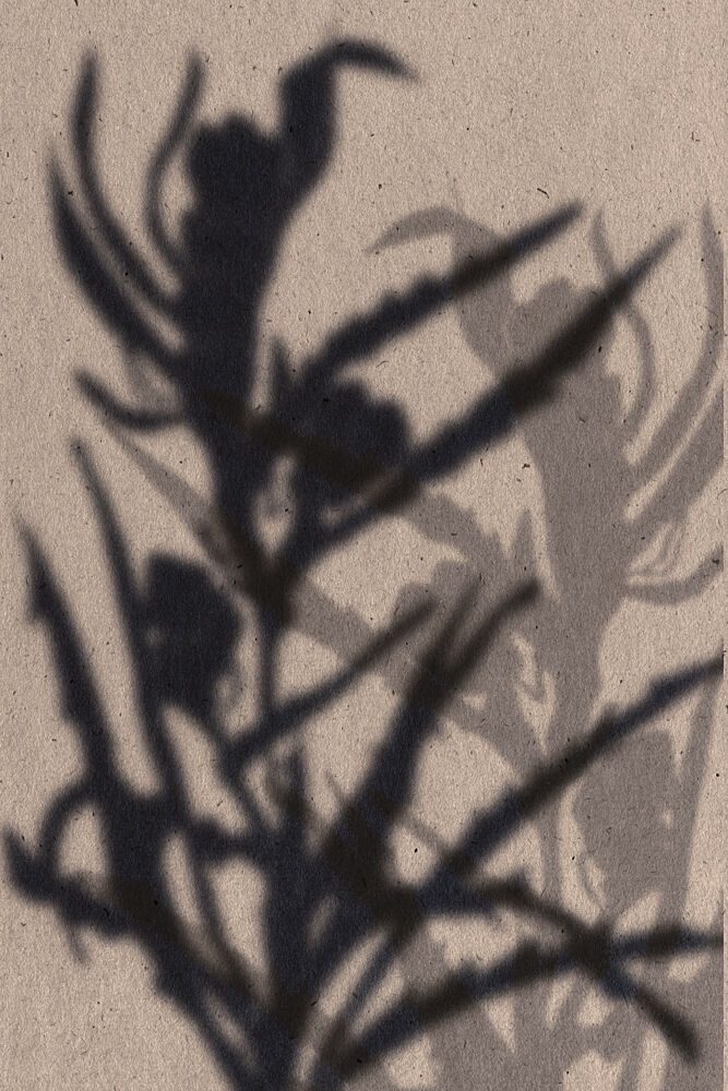 Soft Plant Shadows art print by The Miuus Studio for $57.95 CAD