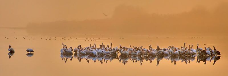 Golden Hour Pelicans art print by Yair Tzur for $57.95 CAD