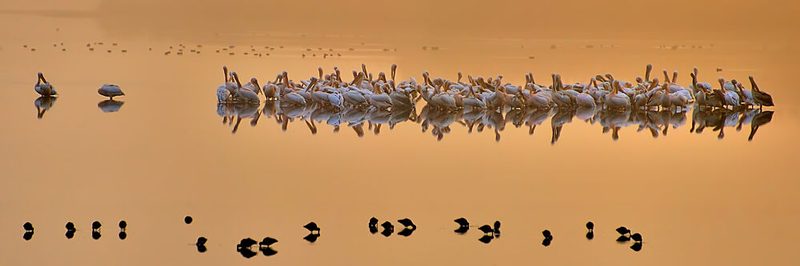Golden Hour Pelicans art print by Yair Tzur for $57.95 CAD