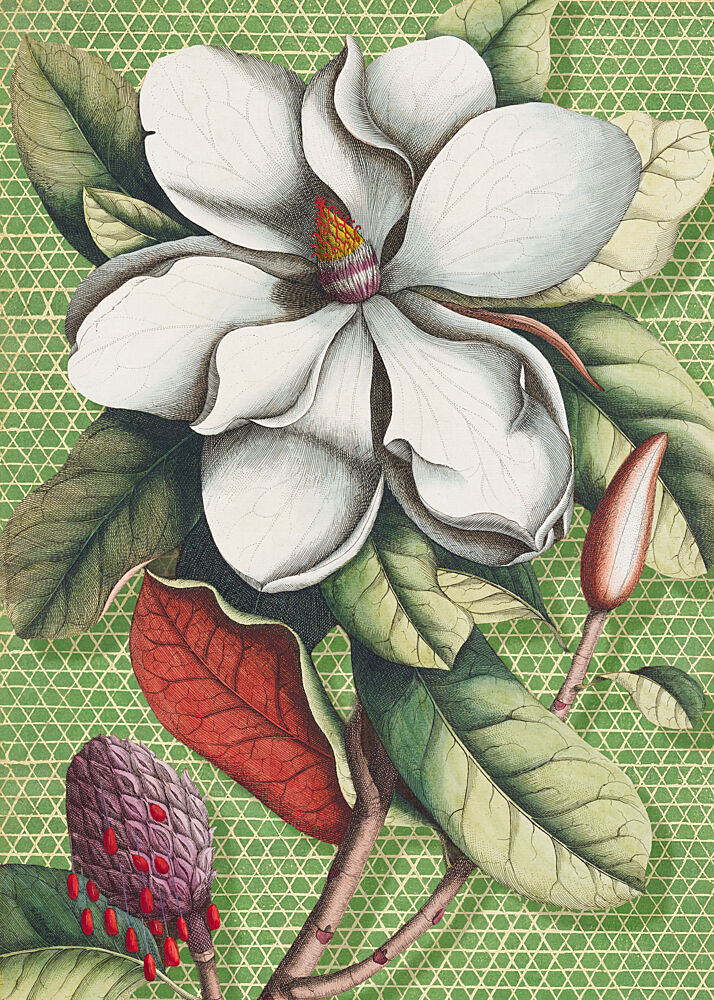 White Magnolia Blossom art print by Marja van den Hurk for $57.95 CAD