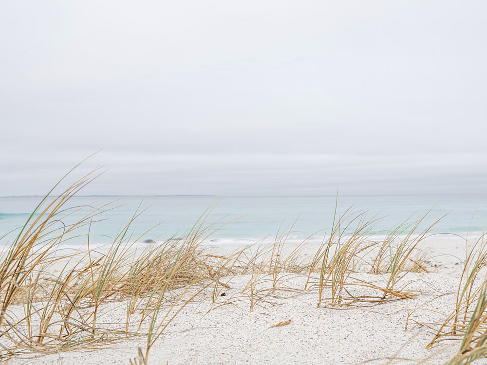 Serene Beach Grass art print by Ryno Botha for $57.95 CAD