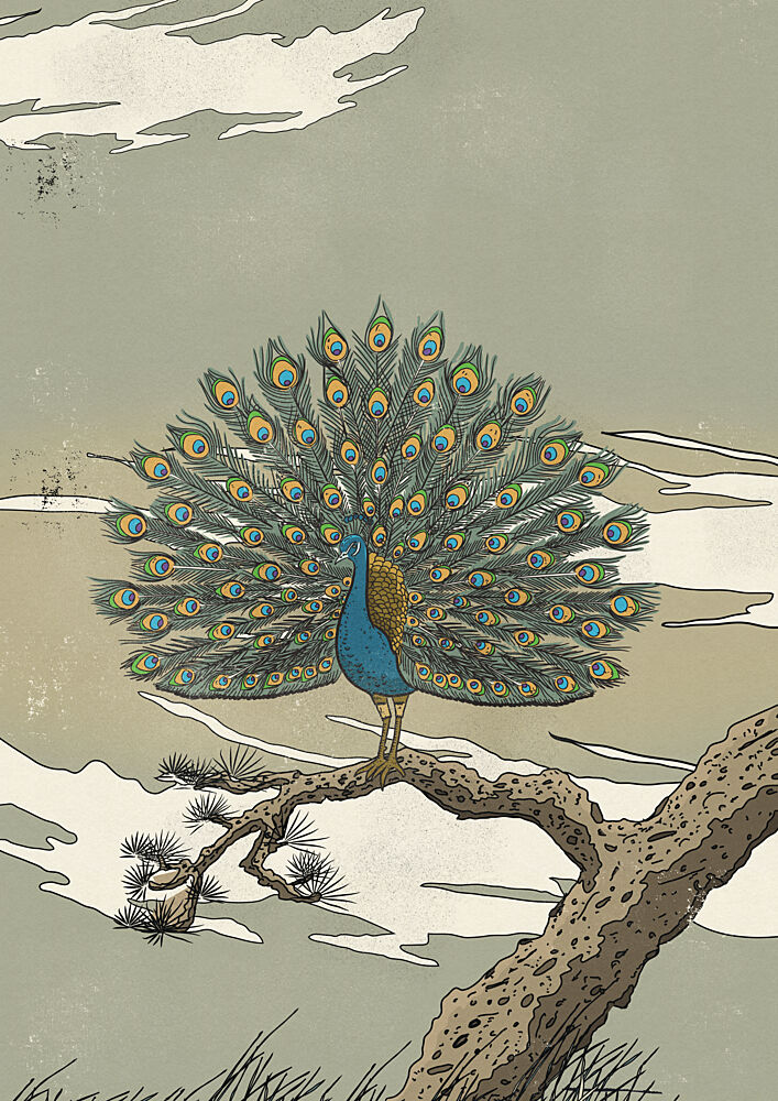 Majestic Peacock Display art print by Nicholas for $57.95 CAD