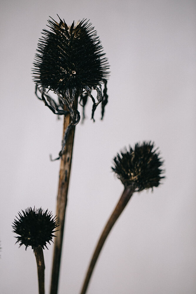 Dried Coneflower Spikes art print by Masha Bakker Matijevic for $57.95 CAD