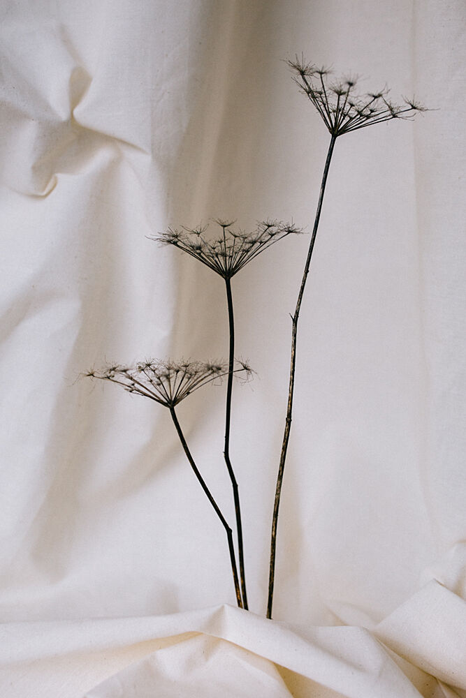 Soft Dried Botanicals art print by Masha Bakker Matijevic for $57.95 CAD