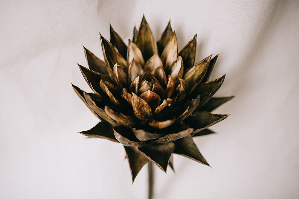 Golden Botanical Bloom art print by Masha Bakker Matijevic for $57.95 CAD