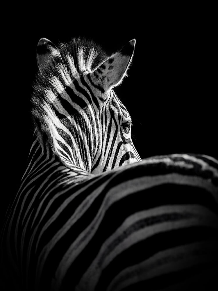 Striking Zebra art print by Andreas Magnusson for $57.95 CAD