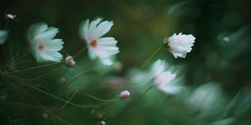 Soft White Cosmos art print by Treechild for $57.95 CAD