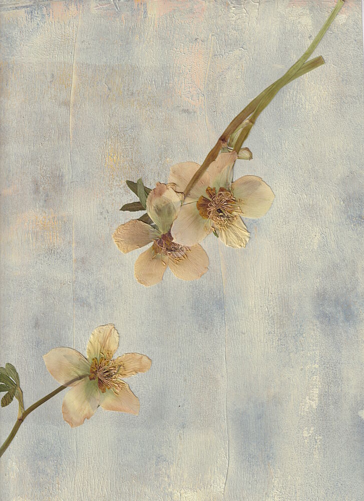 Pale Blue Botanicals art print by Maira Ribena for $57.95 CAD