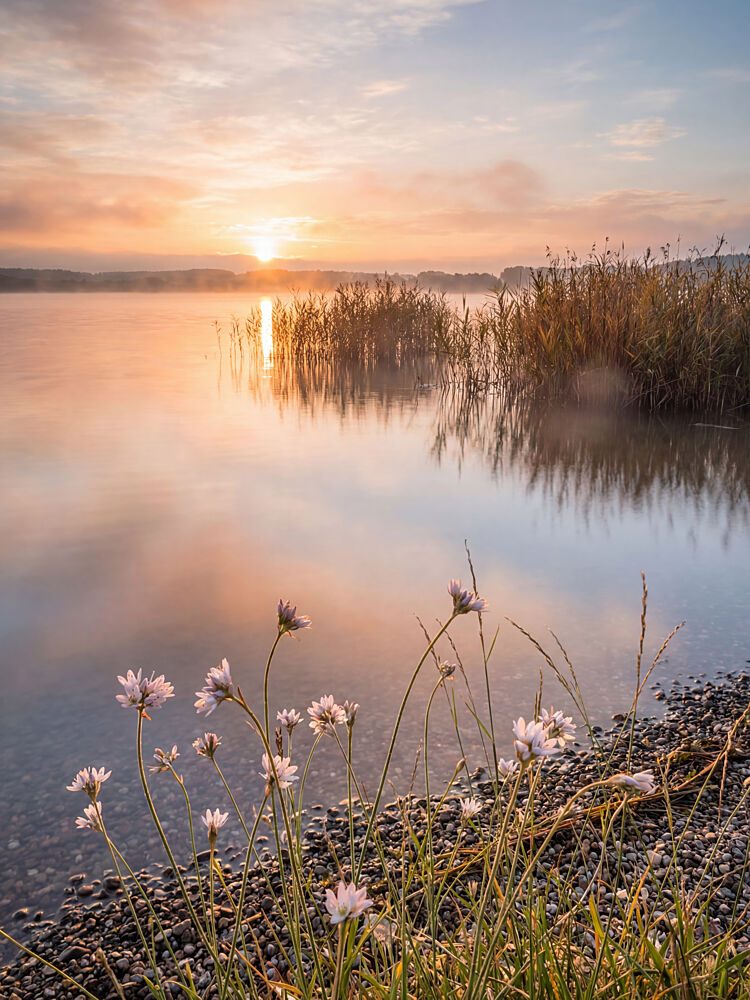 Misty Lake Morning Glow art print by Andreas Magnusson for $57.95 CAD