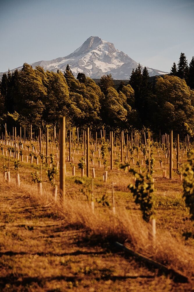 Vineyard Mountain View art print by del Mundo Imagery for $57.95 CAD